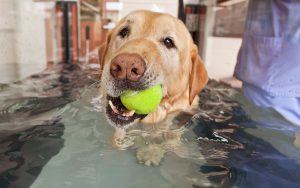 Advanced Veterinary Hydrotherapy at Animal Emergency & Specialty