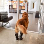 Animal Emergency & Specialty Rehabilitation Services