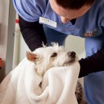 Caring 24-Hour Referral Veterinarian