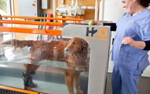 Animal Emergency & Specialty Canine Rehabilitation Services