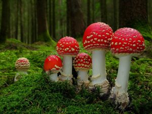 Beautiful Mushrooms May Be Deadly